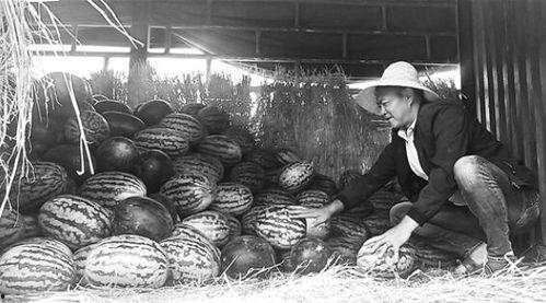 靖远吃瓜群众新闻视频,新闻视频背后的故事与真相