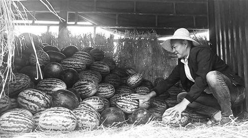 礼县吃瓜群众事件真相,真相与反思