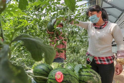 北方冬天的吃瓜群众,北方吃瓜群众的欢乐时光