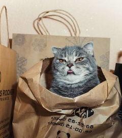 男子喂猫后面有吃瓜群众,吃瓜群众热议不断