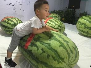 王大炮吃瓜群众,揭秘网络红人的幕后生活