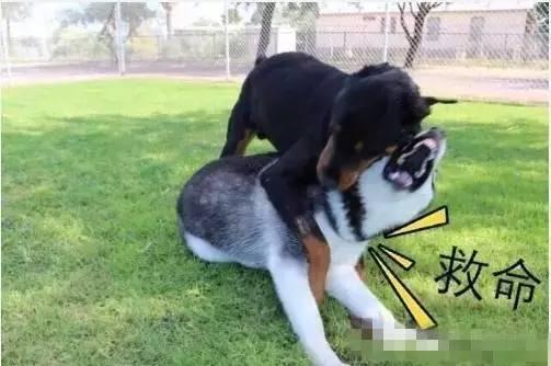 罗威纳吃瓜群众,吃瓜群众的忠实伙伴