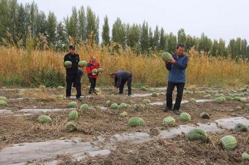 临朐吃瓜群众,揭秘当地生活百态