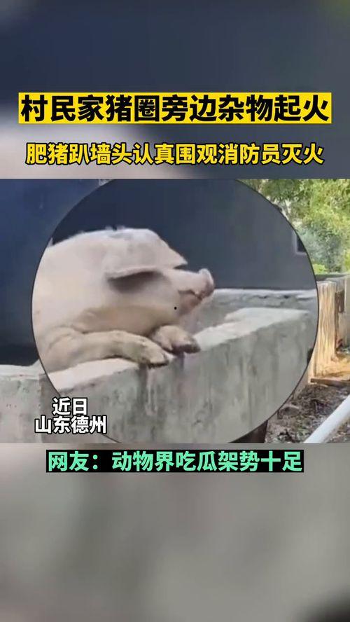 以前吃瓜群众是什么人物,网络时代的匿名观察者与评论家