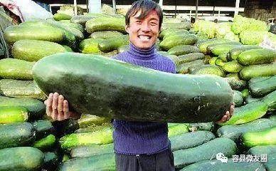 群众吃瓜种子图片,揭秘群众吃瓜种子的奇妙之旅